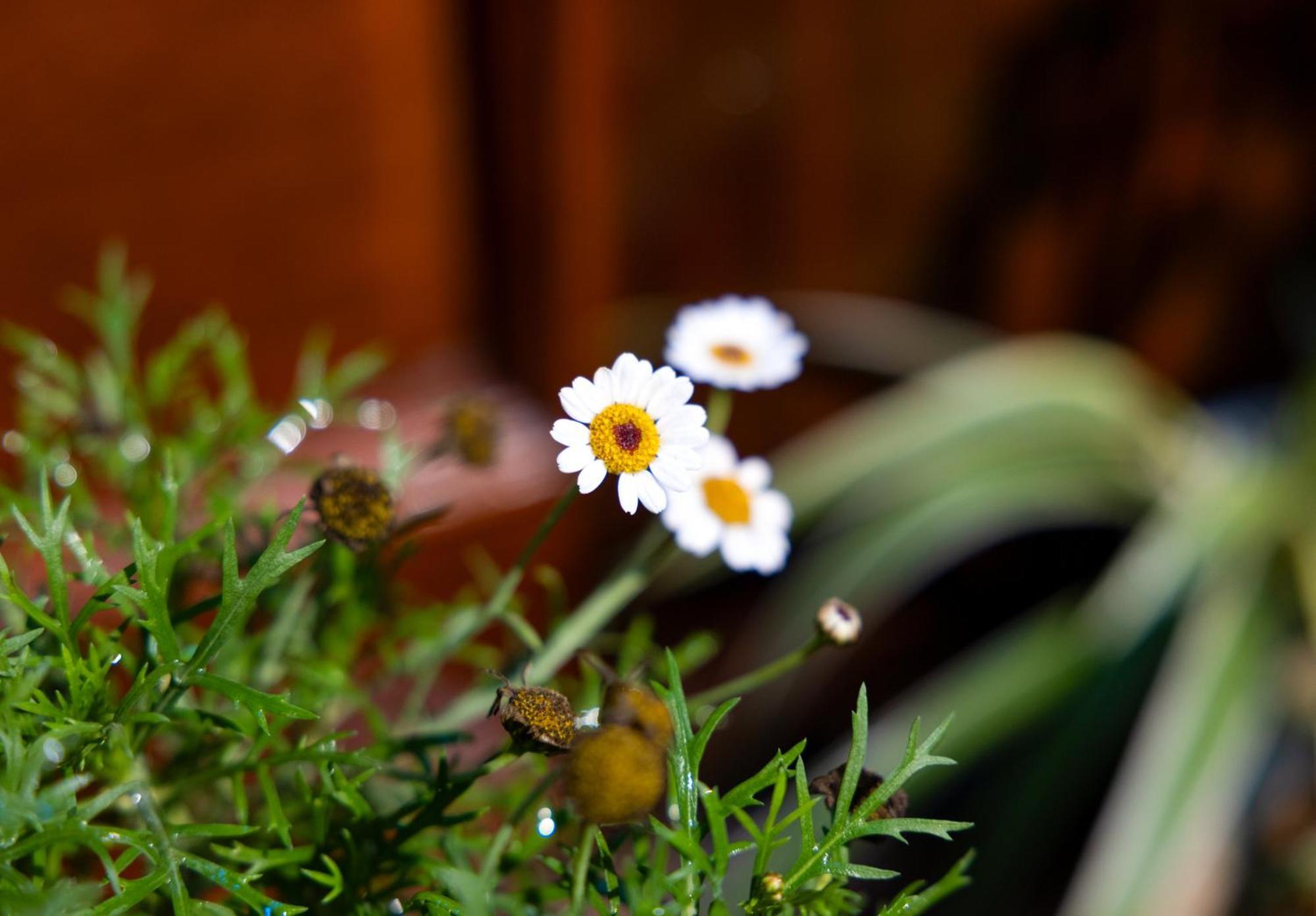 Sapa Tt Homestay Buitenkant foto